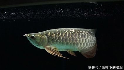 龍魚幾天能適應(yīng)新環(huán)境嗎：龍魚幾天能適應(yīng)新環(huán)境 龍魚百科 第2張