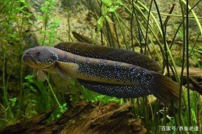 哪種雷龍魚最便宜：最便宜的雷龍魚可以達(dá)到3塊錢一袋，新手玩家值得注意 龍魚百科 第3張