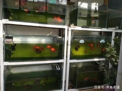 龍魚飼養(yǎng)條件要求標準是多少條的：龍魚的飼養(yǎng)對水質(zhì)有著較高的要求，