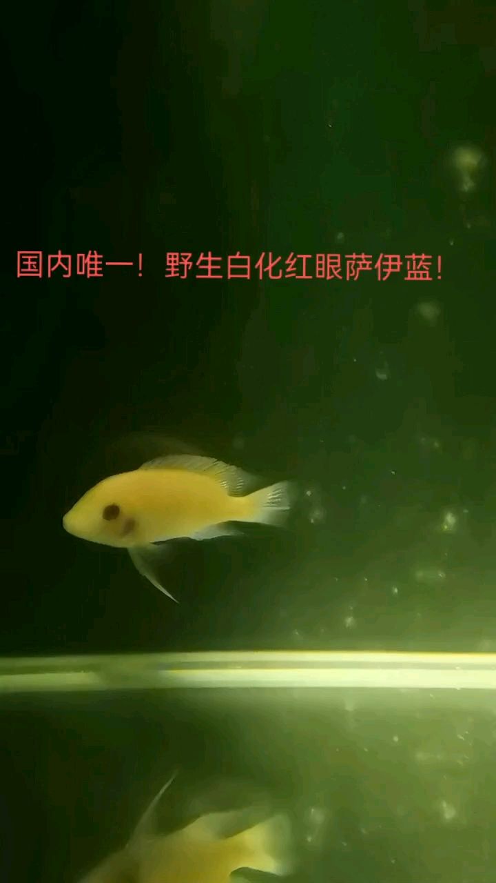 白化紅眼薩伊藍你見過嗎：[touxiao]，流浪的魚魚評論：牛 觀賞魚論壇