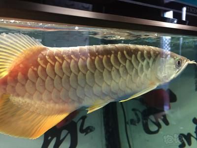 金龍魚(yú)水霉病治療方法：金龍魚(yú)水霉病怎么治療