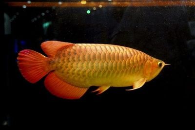 金龍魚(yú)水霉病治療方法：金龍魚(yú)水霉病怎么治療