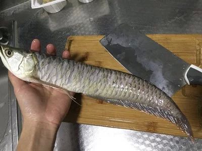 龍魚肚子在什么位置：龍魚的肚子在什么位置 龍魚百科 第1張