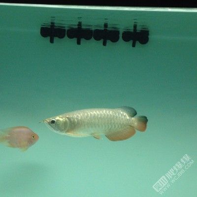 龍魚買賣平臺有哪些：根據(jù)搜索結果整理的幾個與龍魚買賣相關的平臺 龍魚百科 第3張