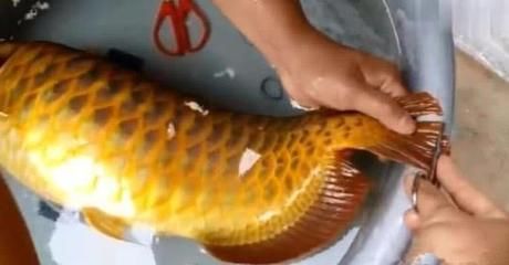 金龍魚魚眼有白物是什么原因：金龍魚眼出現(xiàn)白物是什么原因引起的，金龍魚眼有白物是什么原因