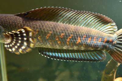 雷龍魚常見病癥以及治療方法：雷龍魚常見病癥包括蒙眼病、水霉病、白膜病以及內(nèi)外寄生蟲病