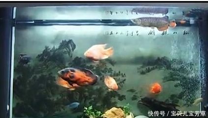 龍魚地圖魚混養(yǎng)：龍魚可以和地圖魚混養(yǎng)嗎？ 龍魚百科 第2張