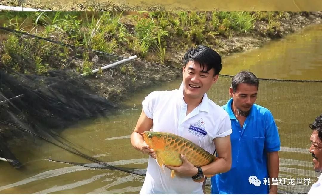 紅龍魚體型塑造方法有哪些：紅龍魚體型塑造方法