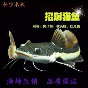 黃金貓和龍魚(yú)混養(yǎng)好不好：黃金貓與龍魚(yú)混養(yǎng)好不好黃金貓與龍魚(yú)混養(yǎng)好不好 龍魚(yú)百科 第2張