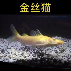 黃金貓和龍魚混養(yǎng)好不好：黃金貓與龍魚混養(yǎng)好不好黃金貓與龍魚混養(yǎng)好不好