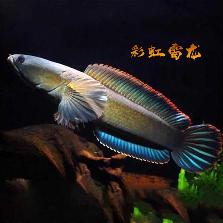 彩虹雷龍魚苗飼養(yǎng)方法：彩虹雷龍魚苗的飼養(yǎng)方式 龍魚百科 第2張