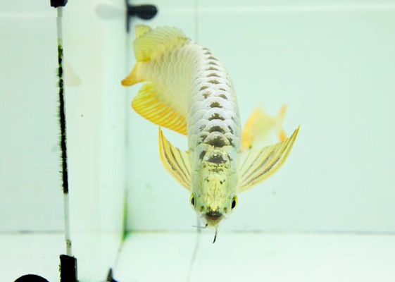 龍魚只吃蝦不吃魚，怎么辦？：龍魚只吃蝦不吃魚的情況時