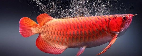 紅龍魚的營養(yǎng)價值及功效與禁忌，紅龍魚的營養(yǎng)價值與禁忌：關(guān)于紅龍魚的營養(yǎng)價值、功效與禁忌 龍魚百科 第1張