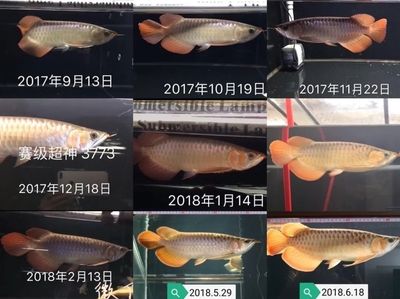 賽級超神紅龍是一種高品質(zhì)的觀賞魚類：賽級超神紅龍?jiān)趺创?></a></span><div   id=