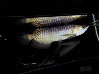 古典藍(lán)龍魚的飼養(yǎng)需要注意一些事項：古典藍(lán)龍魚的飼養(yǎng)方法