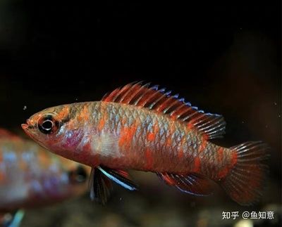 火焰變色龍魚(yú)和剃刀魚(yú)有很多種：會(huì)變色的龍魚(yú)和剃刀魚(yú)有很多種