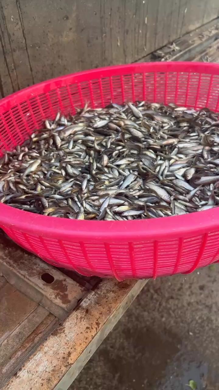 麥穗小魚，宇哥6519評論：多吃：多吃，被養(yǎng)魚耽誤的建筑師 觀賞魚論壇