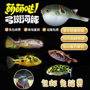 斑馬狗頭魚和龍魚混養(yǎng)的注意事項：關于斑馬狗頭魚和龍魚混養(yǎng)的問題