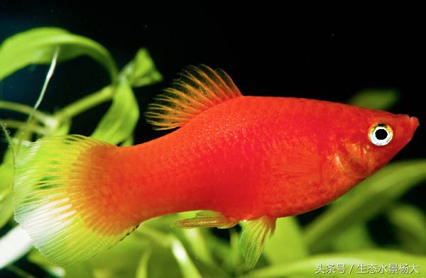 適合家庭養(yǎng)殖的小型觀賞魚：紅綠燈魚體長3-4厘米：幾種常見且適合家庭養(yǎng)殖的小型觀賞魚 龍魚百科 第1張