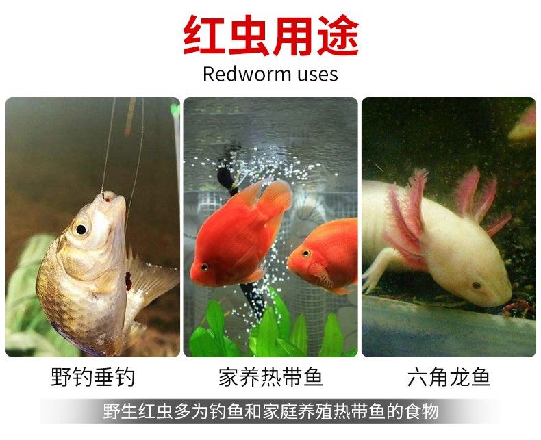 龍魚只吃紅蟲不吃蝦，怎么辦？：龍魚只吃紅蟲不吃蝦