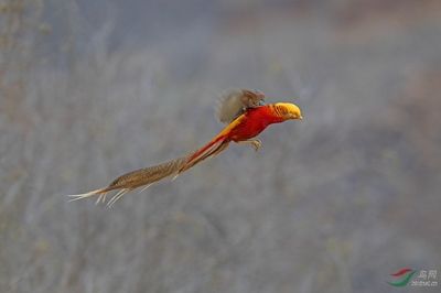 飛鳳魚(yú)和龍魚(yú)是可以一起養(yǎng)的，但需要注意一些事項(xiàng)：飛鳳能和龍魚(yú)一起養(yǎng)嗎 龍魚(yú)百科 第3張