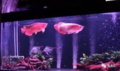 紅龍魚(yú)缸造景的方法和建議：紅龍魚(yú)缸造景的方法和建議：紅龍魚(yú)缸造景方法和建議 龍魚(yú)百科 第3張