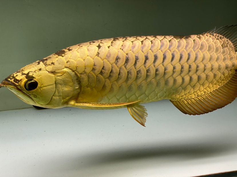 龍魚挪缸后一周沒開口進(jìn)食，作為飼養(yǎng)者我們可以從以下幾個方面排查和解決問題：龍魚在挪缸后一周沒開口進(jìn)食，作為飼養(yǎng)者我們可以從以下幾個方面排查和解決問題