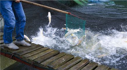 養(yǎng)龍魚時，水質(zhì)的穩(wěn)定性和適宜性對于魚的健康和生長至關(guān)重要：養(yǎng)龍魚時水質(zhì)的穩(wěn)定性和適宜性對于魚的健康和生長至關(guān)重要 龍魚百科 第3張