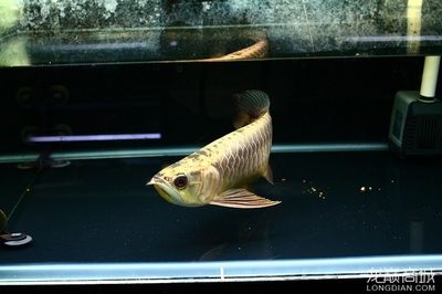 大金頭金龍魚的價(jià)格是多少：大金頭金龍魚是一種什么樣的魚？