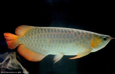 新入缸龍魚(yú)趴缸是什么原因新入缸龍魚(yú)趴缸是什么原因：新入缸的龍魚(yú)趴缸是什么原因 龍魚(yú)百科 第2張