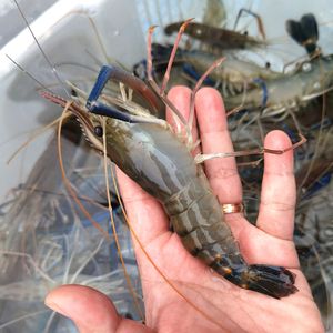 龍魚吃青蝦好還是河蝦好，龍魚吃青蝦好還是青蝦好：龍魚吃青蝦好還是河蝦好呢 龍魚百科 第1張