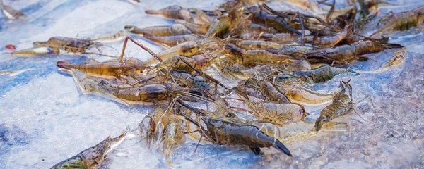 龍魚吃青蝦好還是河蝦好，龍魚吃青蝦好還是青蝦好：龍魚吃青蝦好還是河蝦好呢 龍魚百科 第3張