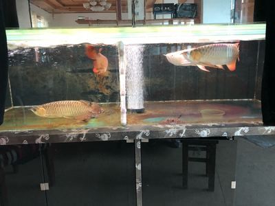 龍魚的喂食頻率取決于龍魚的大小和生長階段來決定：龍魚多長時間喂一次 龍魚百科