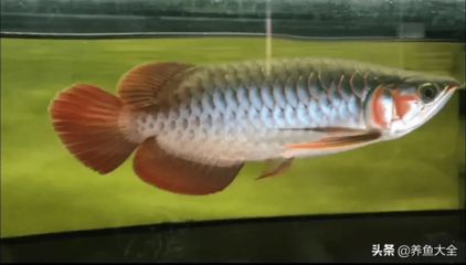 龍魚會感到孤獨嗎？：龍魚會感到孤獨嗎，