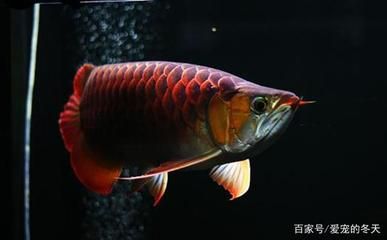 龍魚一天喂幾次合適：探討龍魚喂食頻率的適宜性時(shí)，龍魚一天喂一次合適嗎