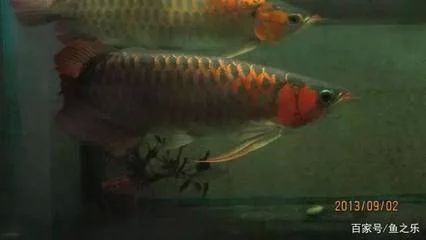 龍魚頂燈用什么燈好龍魚頂燈用什么燈好燈好：關(guān)于龍魚頂燈選擇的建議