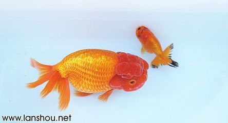 紅老虎魚可以和龍魚混養(yǎng)么，紅老虎魚和龍魚能混養(yǎng)么：紅老虎可以和龍魚混養(yǎng)么？