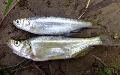 白條魚喂食龍魚會(huì)飄到水面上嗎：白條魚喂食龍魚會(huì)導(dǎo)致龍魚漂浮到水面上嗎，白條魚會(huì)飄到水面上嗎