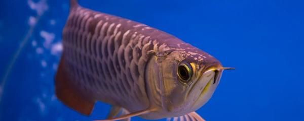 龍魚多久喂一次飼料合適：龍魚一般多久喂一次飼料合適，龍魚喂食的注意事項(xiàng) 龍魚百科 第1張