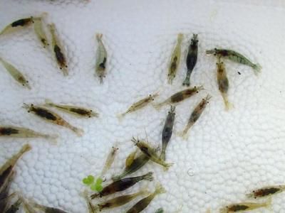 龍魚喂活食的好處有哪些？：龍魚喂活食的好處 龍魚百科 第2張