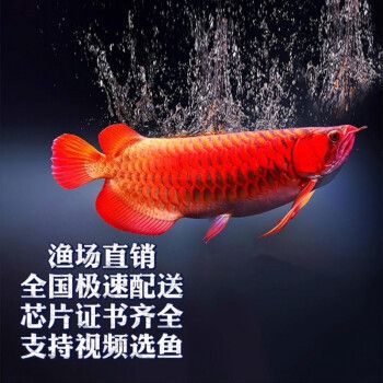 紅龍魚品牌等級(jí)劃分表格圖紅龍魚等級(jí)劃分表格圖：紅龍魚品牌品牌等級(jí)劃分 龍魚百科 第2張