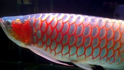 紅龍金龍魚的價(jià)格走勢圖：\