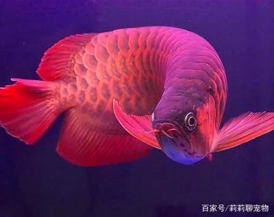 龍魚燈的顏色選擇：龍魚燈什么顏色好看又實(shí)用金龍系龍魚燈什么顏色好看又實(shí)用