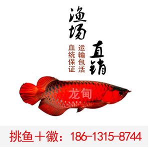 印尼超血紅龍魚的價(jià)格是多少：印尼超血紅龍魚價(jià)格根據(jù)尺寸和賣家不同而有所差異