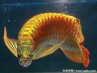 金龍魚金龍魚價格：金龍魚價格怎么看品相