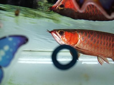 龍魚突然死亡的原因有哪些：龍魚突然死亡的幾種原因 龍魚百科