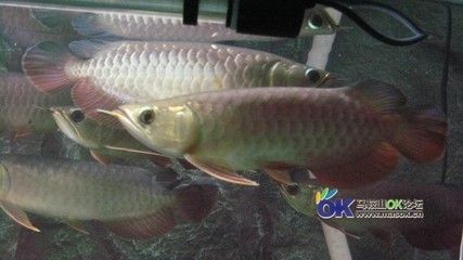 老孫龍魚背景音樂是什么，：老孫龍魚背景音樂是什么 龍魚百科 第3張