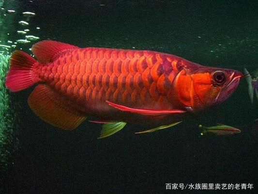 龍魚尾鰭有白疙瘩是什么問題：龍魚尾鰭出現(xiàn)白疙瘩是什么問題