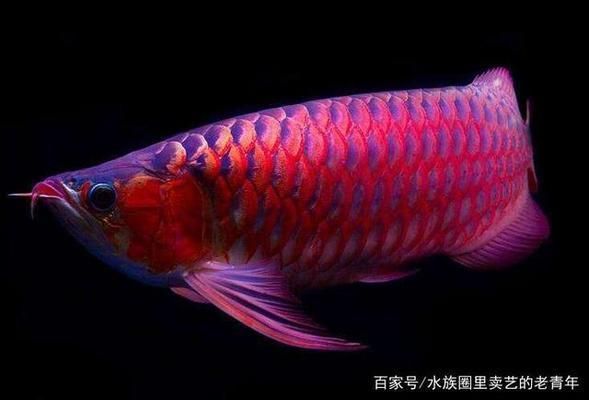 龍魚尾鰭有白疙瘩是什么問題：龍魚尾鰭出現(xiàn)白疙瘩是什么問題