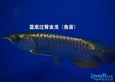 金龍魚苗的挑選方法：金龍魚苗怎么挑選